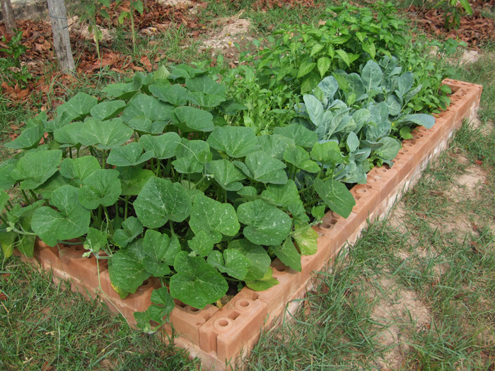 Raised garden bed made with compressed earth blocks (CEBs)