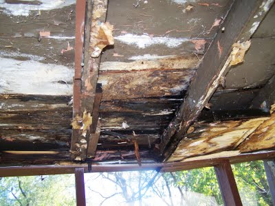 wood rot – Natural Building Blog