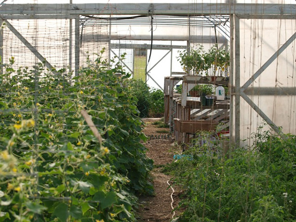 The greenhouse at EcoReality ecovillage is up and running.