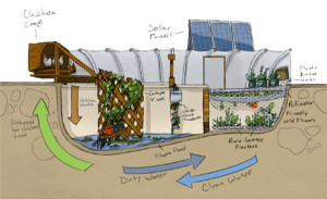 The Garden Pool Food-Producing Ecosystem