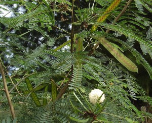 Leucaena is a nitrogen fixing tree with many beneficial characteristics.