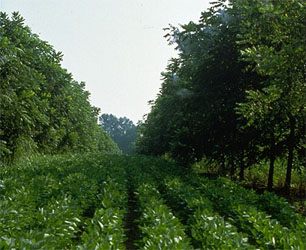 Alley cropping: nut and fruit trees growing in widely spaced rows with crops in between.