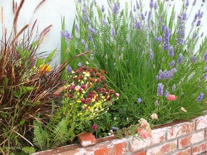 Awesome pocket garden in small planter