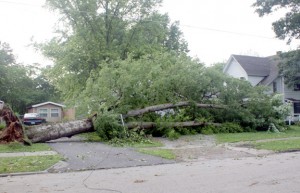 Hundreds or thousands of blowdowns like this are often available after ice storms and wind storms.