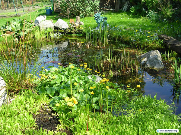 Nice example of a constructed wetland.
