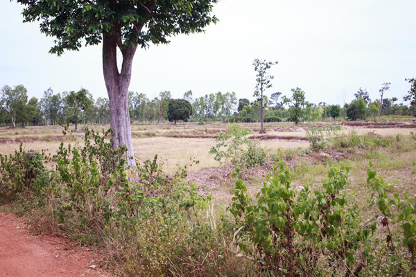 Barren rice fields across the road from our forest garden due to the recent drought.