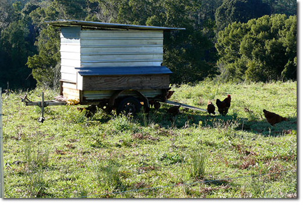 An eggmobile (mobile chicken coop or chicken tractor) protects chickens when they’re out in the field.