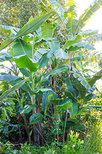 Bananas in our forest garden
