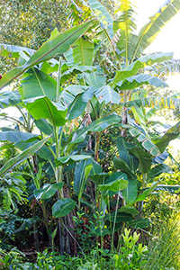 Bananas in our forest garden