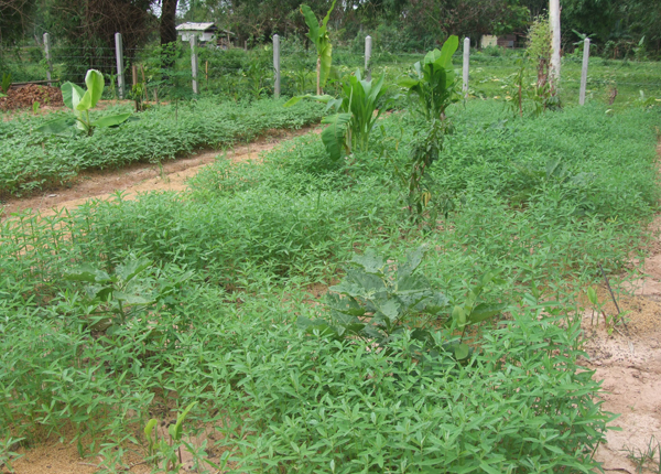 Current progress of our tropical food forest. Much work remains to be done amending and building the soil, and planting additional small plants.