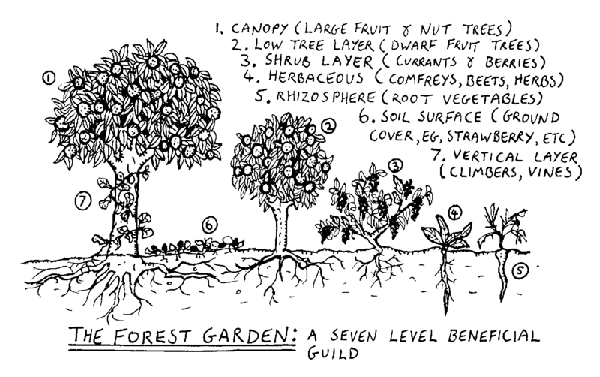 The forest garden: a seven level beneficial plant guild.