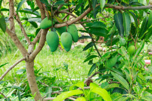 Mangoes in our forest garden.