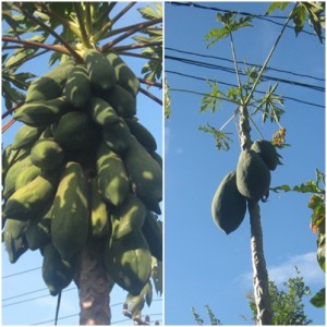 Papaya grown with EM (effective microorganisms) on left; Papaya grown with average amount of manure, straw and leaves on right