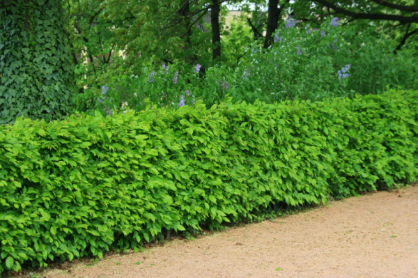 Living fences made of plants are very practical because they serve many purposes