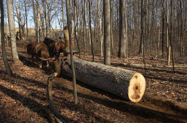 How to start a small scale sustainable logging business