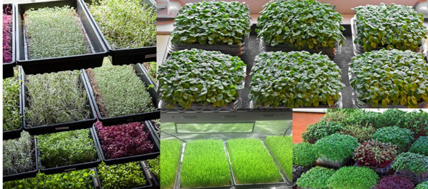Use the following soil mix for growing trays of microgreens like these