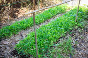 New forest garden beds have a wide variety of closely spaced plants.