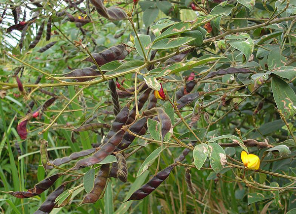 Pigeon peas are a drought resistant staple crop that can also be used for animal fodder, mulch, fixing nitrogen in the soil and breaking through hard pan soils.