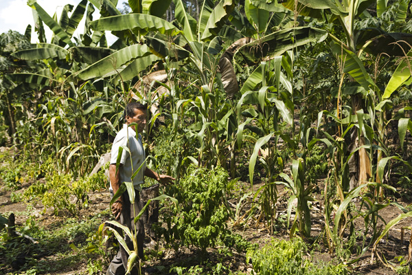 Forest gardening, polyculture and agroforestry are all closely related.