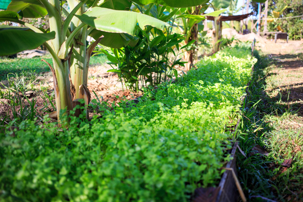 Recycled wood raised beds produce an amazing bounty of fresh greens