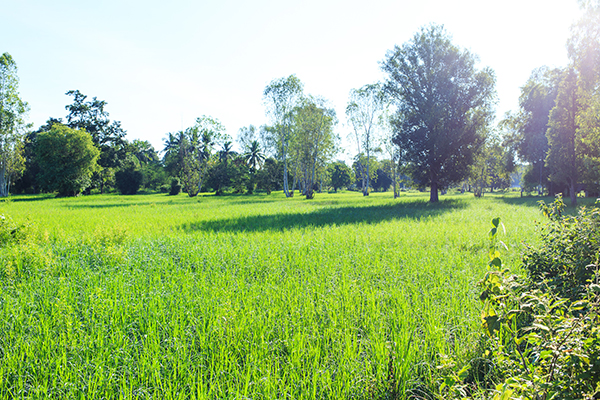 It's okay to add some rice and vegetable gardens to a forest garden.