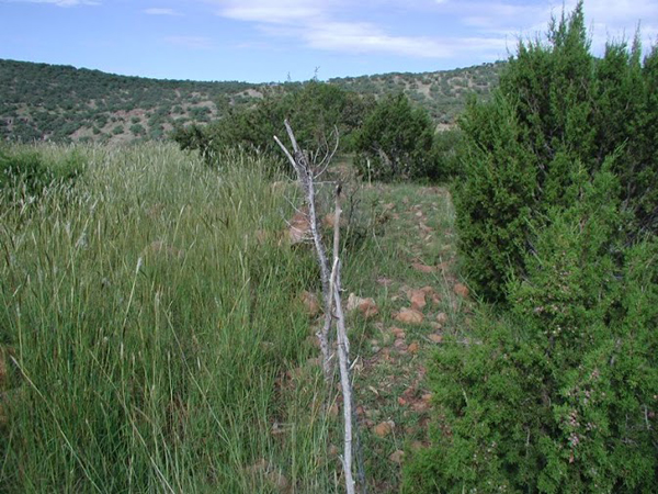 Fenceline along VelaCreations farm. They used Allan Savory’s rotational grazing method (left) while their neighbor did not.