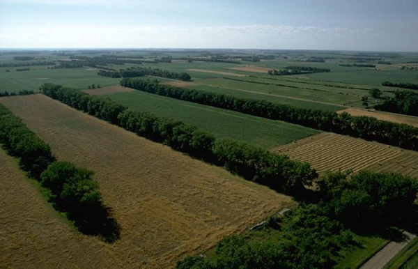 Shelterbelts/windbreaks have many different benefits