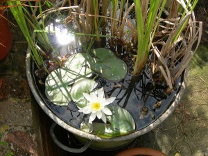 Small water features can be beautiful