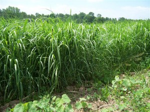 It may soon be practical to convert switchgrass and other forms of biomass to ethanol.