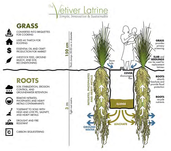 Vetiver roots in soil (left and middle) and in water (right)